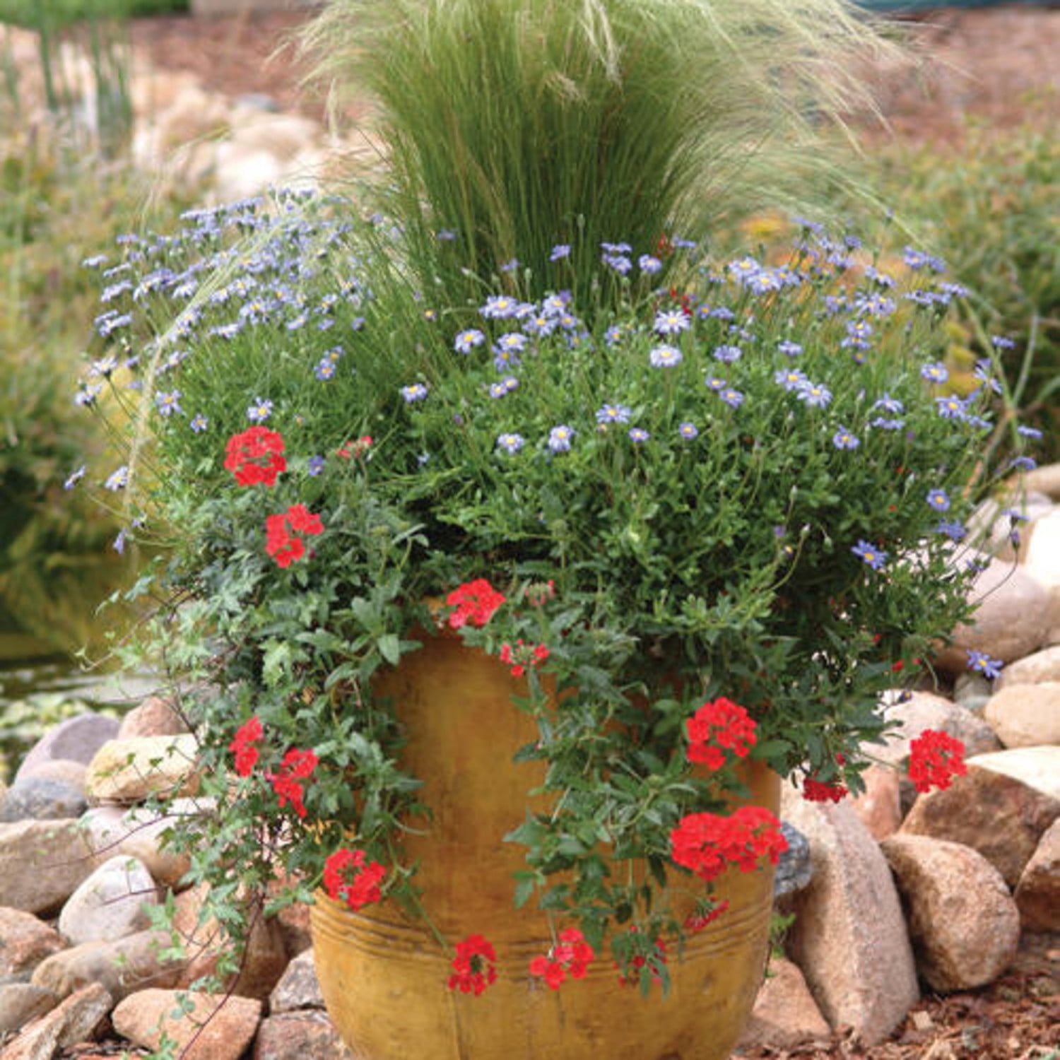 Proven Winners 5" Mexican Feather Grass Mexican Feather Grass Live Plant in 4.5" Pot (4 Count)