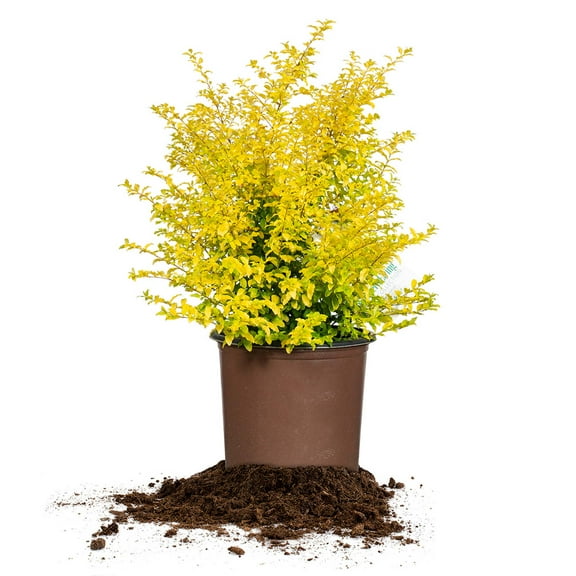 Perfect Plants Sunshine Ligustrum 3 Gallon