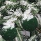 thumbnail image 5 of Wmhnj Juego de 6 adornos navideños de bolas de terciopelo flocado para colgar en el rbol, de 10 cm (4 pulgadas), de plstico. Decoracin festiva para las fiestas., 5 of 8