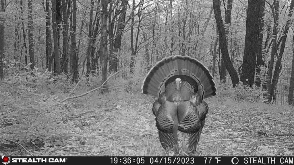 Stealth Cam Deceptor NO GLO 80ft Detection & IR Range 40MP Photo 1440P HD Video Capture Remote App Contol Wireless Hunting Cellular Trail Camera - Available on AT&T & Verizon