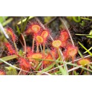10 * Seeds * CARNIVOROUS SUNDEW Plant Drosera Flower Seeds