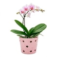 thumbnail image 1 of Maceta De Cerámica Esmaltada Para Orquídea Rosa, 1 of 5