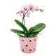 thumbnail image 1 of Maceta De Cerámica Esmaltada Para Orquídea Rosa, 1 of 5