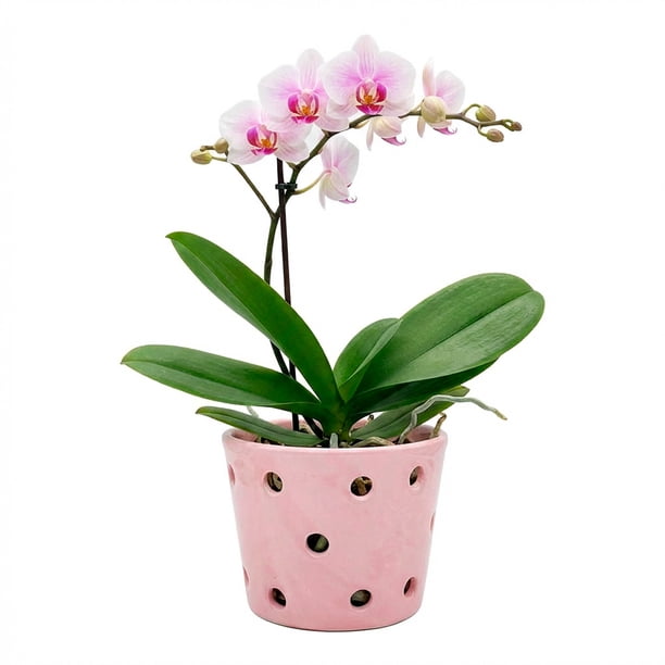 Maceta De Cerámica Esmaltada Para Orquídea Rosa