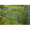 thumbnail image 2 of Paulson, Don 24x17 White Modern Wood Framed Museum Art Print Titled - Washington, Mount Rainier NP Ohanapecosh Park, 2 of 4