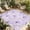 Purple, variant on Purple Flowers Outdoor Rug for Patio/Deck/Porch, Non-Slip Large Area Rug 4 x 6 Ft, Botanical Florals Plants Country Aesthetic Indoor Outdoor Rugs Washable Area Rugs, Camping Rug Carpet Runner
