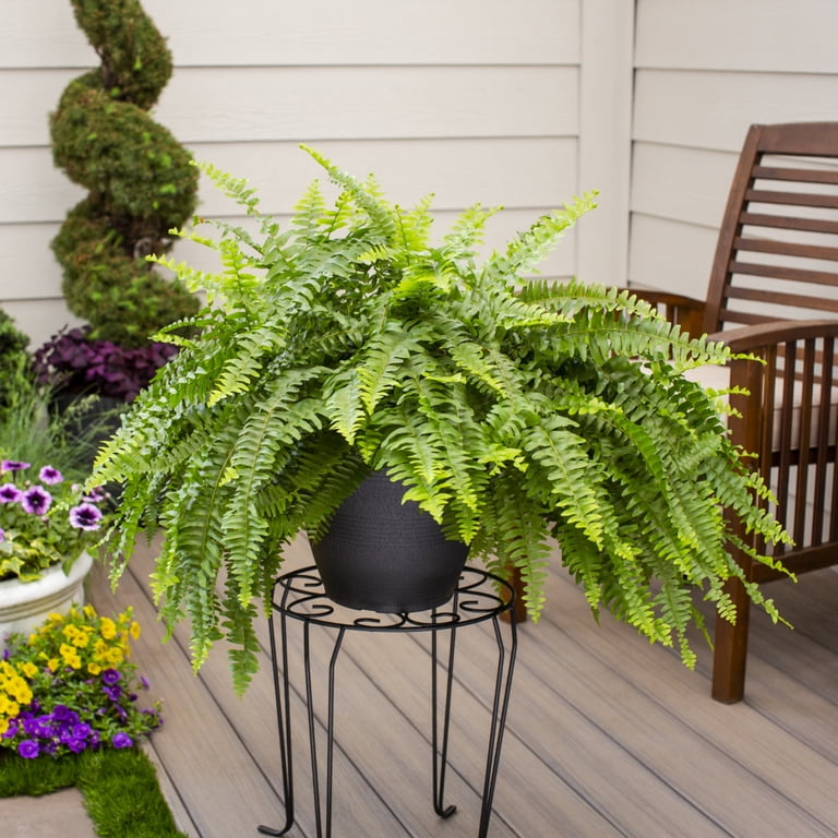 Expert Gardener 20-24 inch Wide Boston Fern Live Plant in 1.5-Gallon Grower Pot, Size: 1.5 G