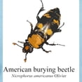 thumbnail image 3 of CafePress - Nicrophorus Americanus Women's Light T Shirt - Women's Classic T-Shirt, 3 of 4