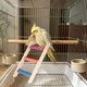 thumbnail image 1 of Juguete de escalera de madera para pájaros con gimnasio de actividades colgante, multicolor, accesorios para jaulas de aves pequeñas para trepar, morder, hacer ejercicio y jugar., 1 of 6