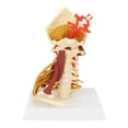 thumbnail image 3 of Modelo de vertebral Modelo de médula espinal,Arterias Nervios de la lumbar,Modelo de vértebra cervical Modelo de cervical con, 3 of 9