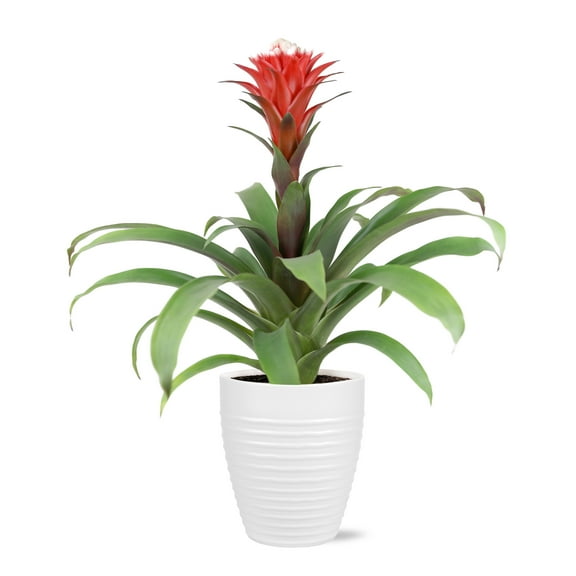 Wild Interiors 14" Tall Bromeliad Live Plant in 5" Decorative Fiber Clay Pot
