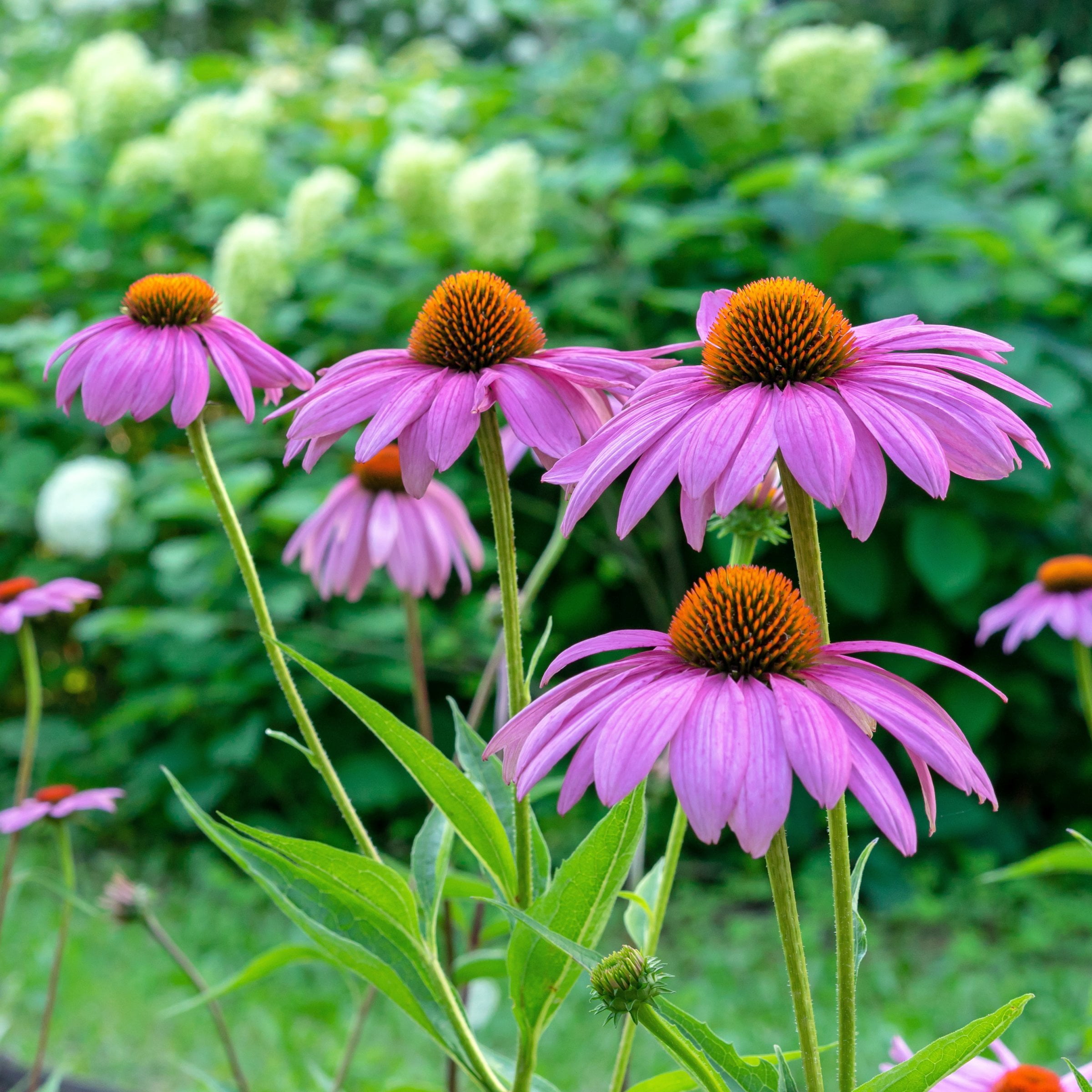 National Plant Network 1 gal. Coneflower Echinacea Purple Perennial Plant (8-Pack)