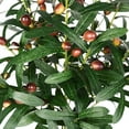 thumbnail image 4 of LEAQU 4PCS Artificial Olive Branches for Vases Decoration Plants 28-Inch Faux Fake Olive Branch Stems for Home Office Indoor Outside DIY-Wreath Decor, 4 of 7