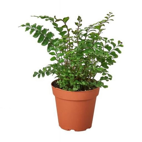 4-FERN-MAHOGANY Mahogany Fern Plant in 4 in. Pot