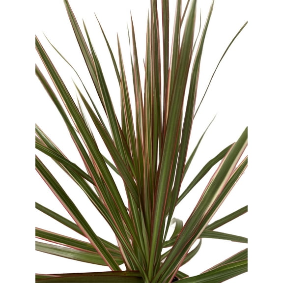 Bicolor Dragon Tree - Dracaena marginata - 4" Pot