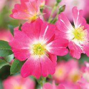 Perfect Plants Pink Drift® Rose 3 Gallon