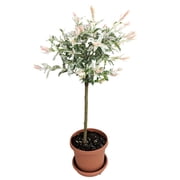 Pink Beauty Hakuro Nishiki Japanese Willow - Outdoors - 6" Pot