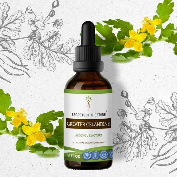 Secrets Of The Tribe Greater Celandine Tincture Dietary Supplement, Natural Herbal Extract for Skin Support, Greater Celandine (Chelidonium majus) Dried Plant, Alcohol Extract, Drops 2 oz