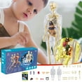 thumbnail image 4 of Big Save,HWRETIE Human Body torso Model for Kid Anatomy Model Scientific Anatomical Human Model with Removable Parts Diy Toy Children Early Learning Toys, 4 of 9
