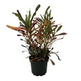thumbnail image 2 of Red Banana Croton Live Plant - 6" Pot - House Plant, 2 of 2