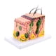 thumbnail image 1 of Speravity Modelo de piel humana inodoro y seguro para amplia aplicación Modelo de piel humana con aumento ampliado Material de laboratorio, 1 of 6