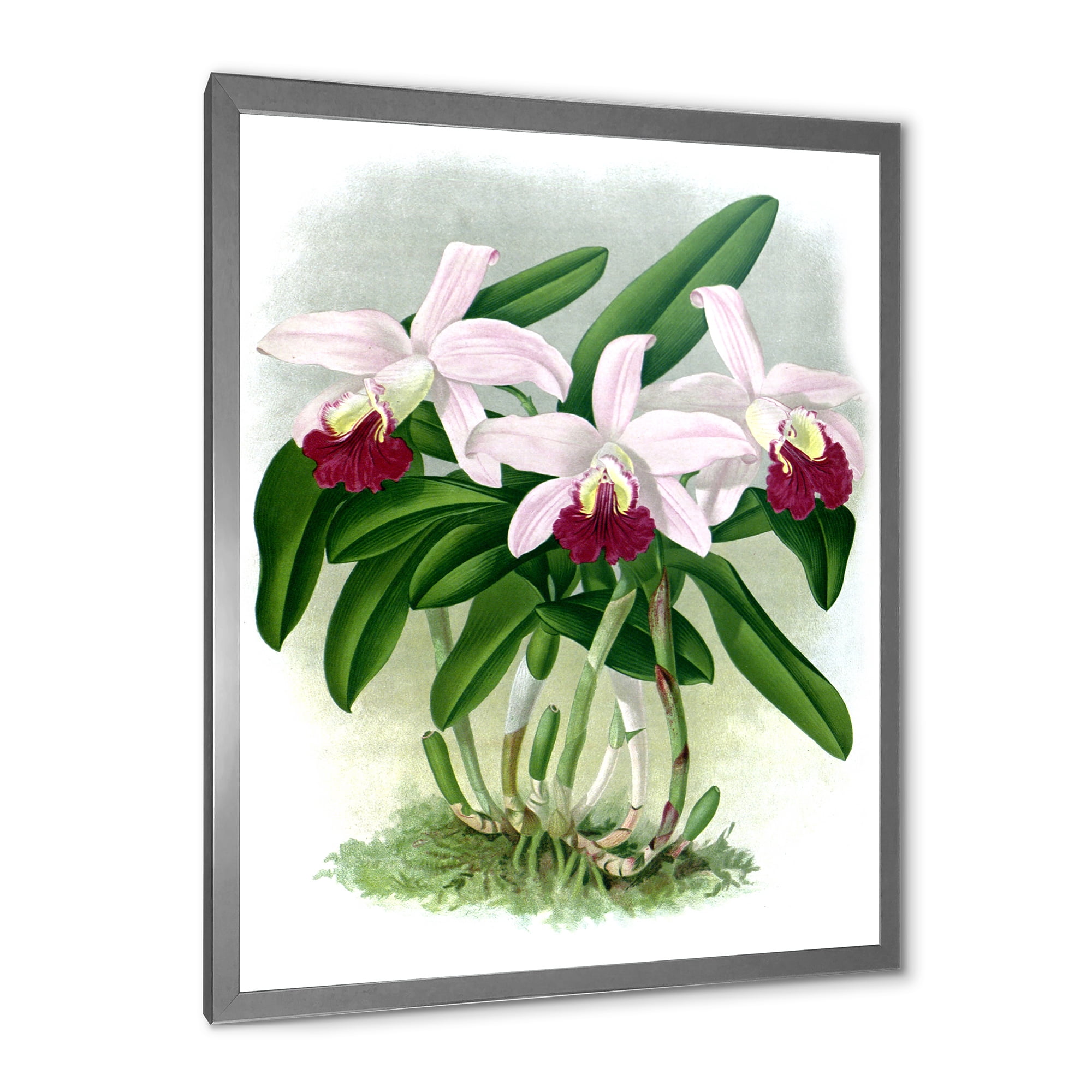 Designart 'White Vintage Orchid Flower I' Traditional Framed Art Print
