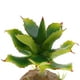thumbnail image 3 of TERRARIO MULTI PEQUEÑA PNTA RACIÓN DE ES VIVARIUM Yuyangstore Terrería de reptiles, 3 of 8