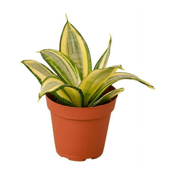 House Plant Dropship 4-SNAKE-GOLD.STAR-NURSERY.POT 4 in. Snake Plant Gold Hahnii Pot