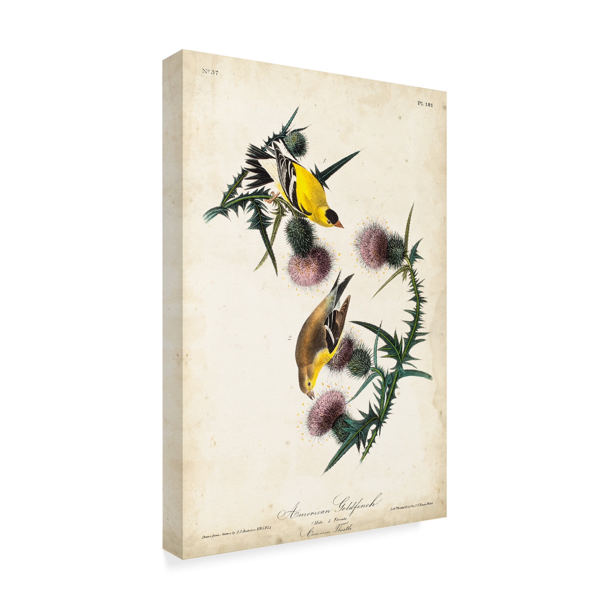 Trademark Fine Art 'Yellow American Goldfinch' Canvas Art by John James Audubon
