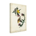 thumbnail image 2 of Trademark Fine Art 'Yellow American Goldfinch' Canvas Art by John James Audubon, 2 of 4