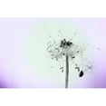 thumbnail image 3 of Telik, Tracey 14x11 Black Modern Framed Museum Art Print Titled - Wishes On A Wind, 3 of 5