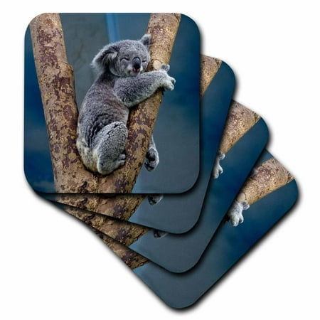 3dRose Australia Koala Bear - Ceramic Tile Coasters, set of (Best Roller Coasters In Australia)