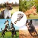 thumbnail image 5 of Juego de cuello de bufanda y cinturón El collar ajustable es adecuado para el entrenamiento diario de perros al aire libre para caminar y correr Namotu CPB-US-YY689-6, 5 of 5