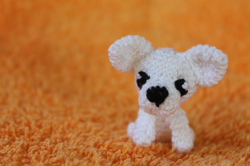 orange and white chihuahua