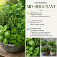thumbnail image 3 of 4 Live Fragrant and Edible Herb Plants Combo, Random Assorted Varieties: Rosemary, Basil, Lemon Balm, Mint and Other Herbs, 3 of 6