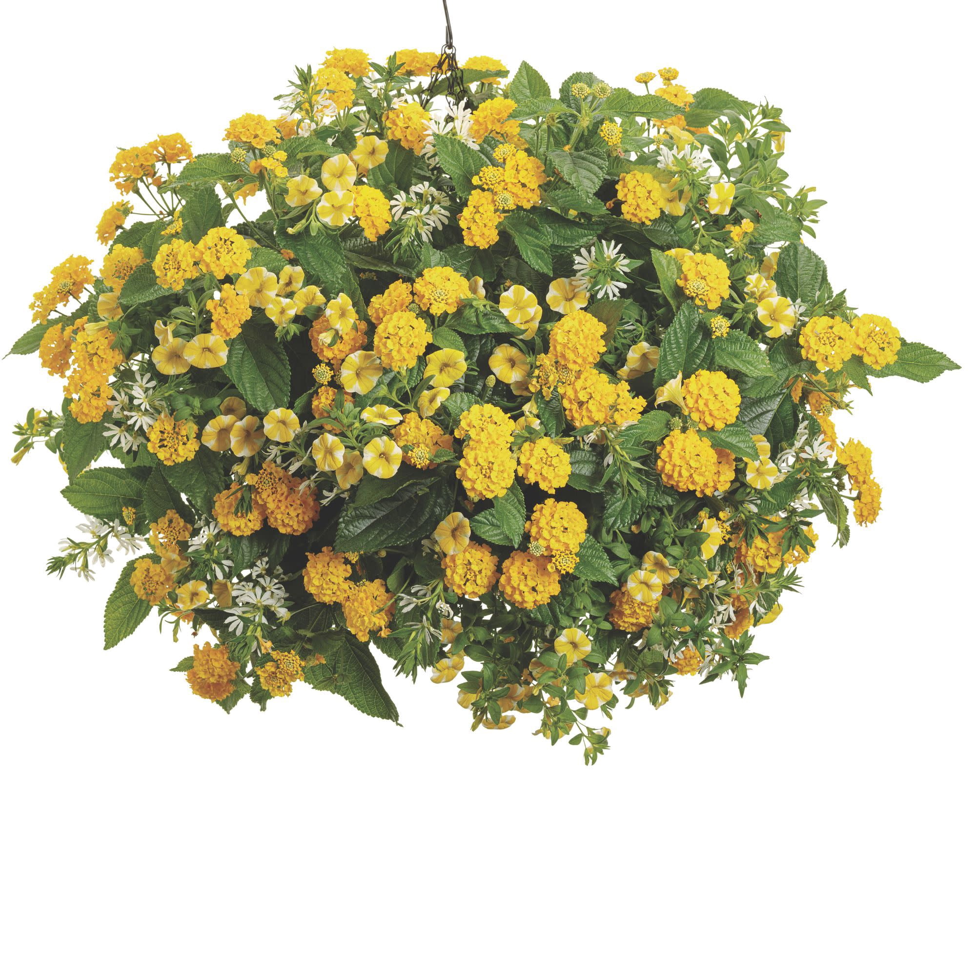 Proven Winners 4" Yellow Luscious Royale Lemon Tart Lantana Live Plant in 4.25" Pot (4 Count)