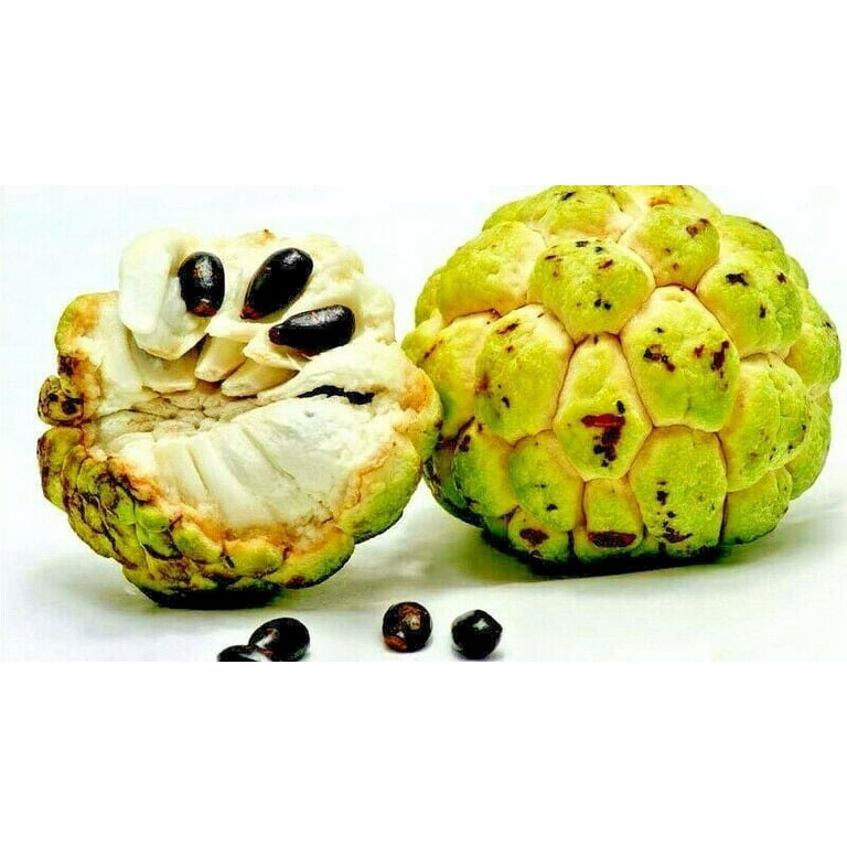 Annona squamosa deals