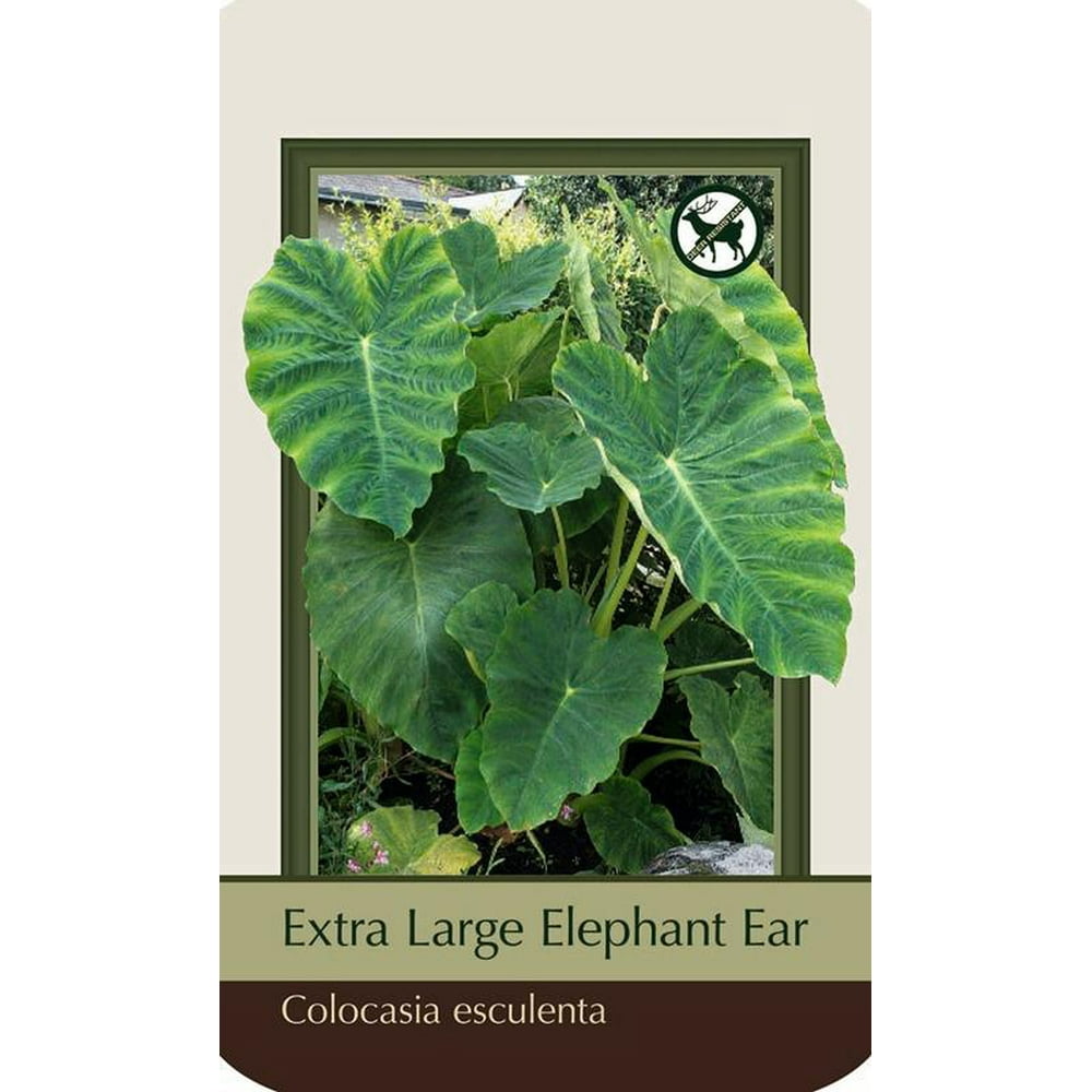 Elephant Ear 1 Extra Large Bulb 15/17" Extra Large Colocasia