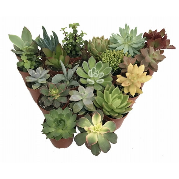 Succulent Terrarium & Fairy Garden Plants - 20 Plants in 2" Pots