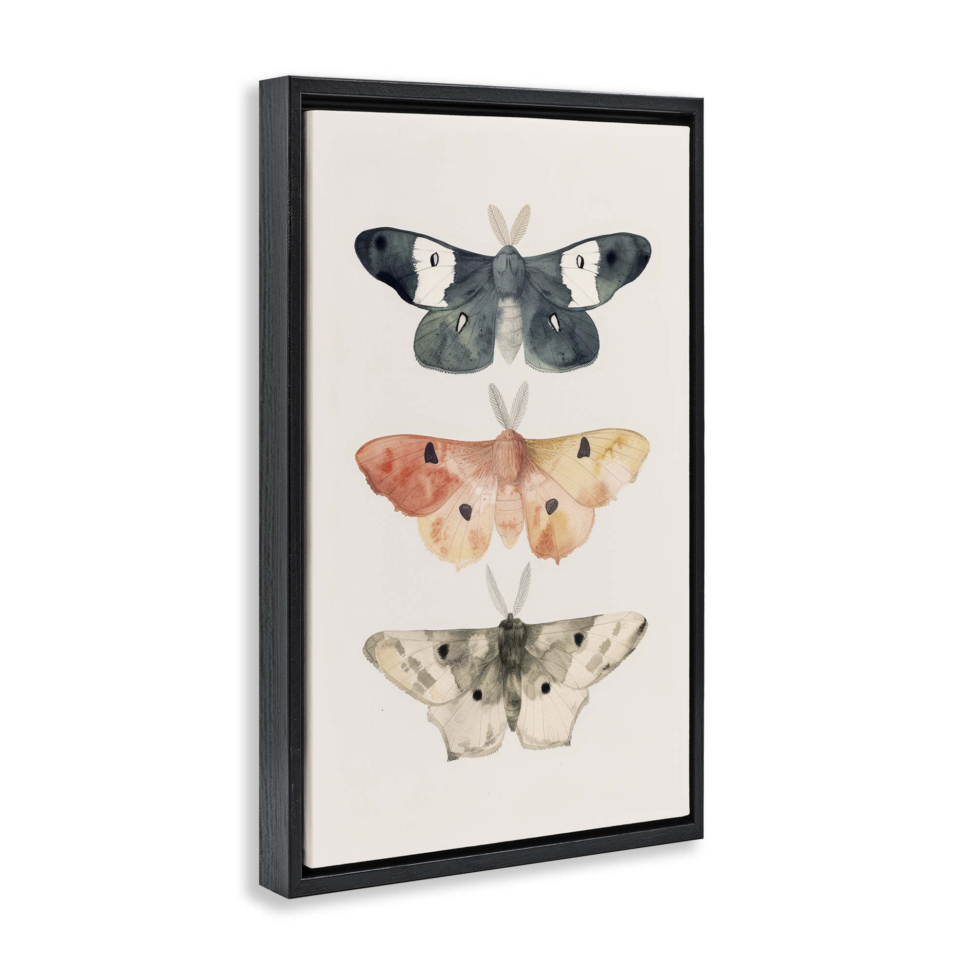 Stupell Industries Watercolor Moth Trio Animals Painting Black Floater Framed Canvas Art Print Wall Art, 21 x 31