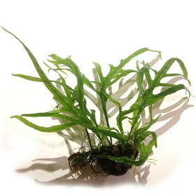 Java Fern On 5 X 3 Mat Microsorum Pteropus Easy Tropical Live