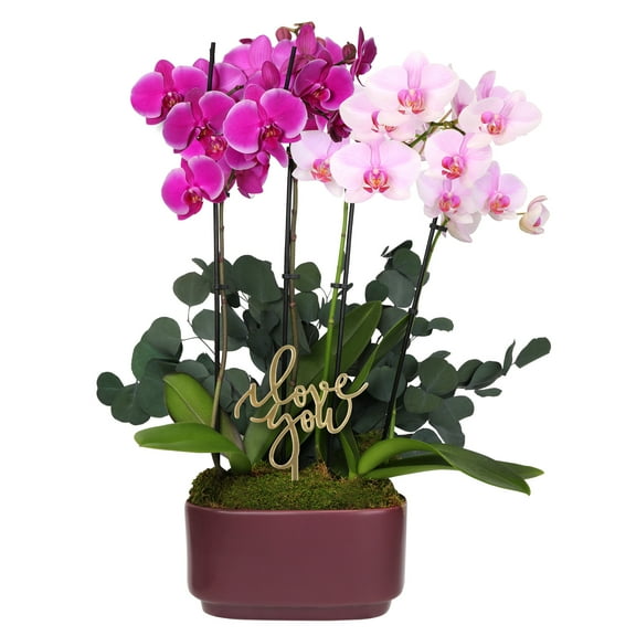 10IN BiColor Pink-Purple Orchid (Love You Edition) – Dark Purple Pot – “Love You” Pick
