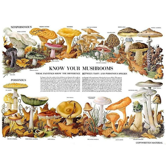 Wee Blue Coo Tableau de MYCologie Biologie Champignon Gus Toadstool Affiche d'Art Mural Non Encadrée Décoration Maison Premium