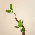 thumbnail image 4 of Potted Plant Living Room Decorative Simulation Flower Arrangement Azalea Plant Ceramic Flower Products, 4 of 7