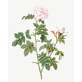 thumbnail image 3 of Redoute, Pierre Joseph 12x14 Black Modern Framed Museum Art Print Titled - Pale pink flower, Rosa orbefsanea, 3 of 5