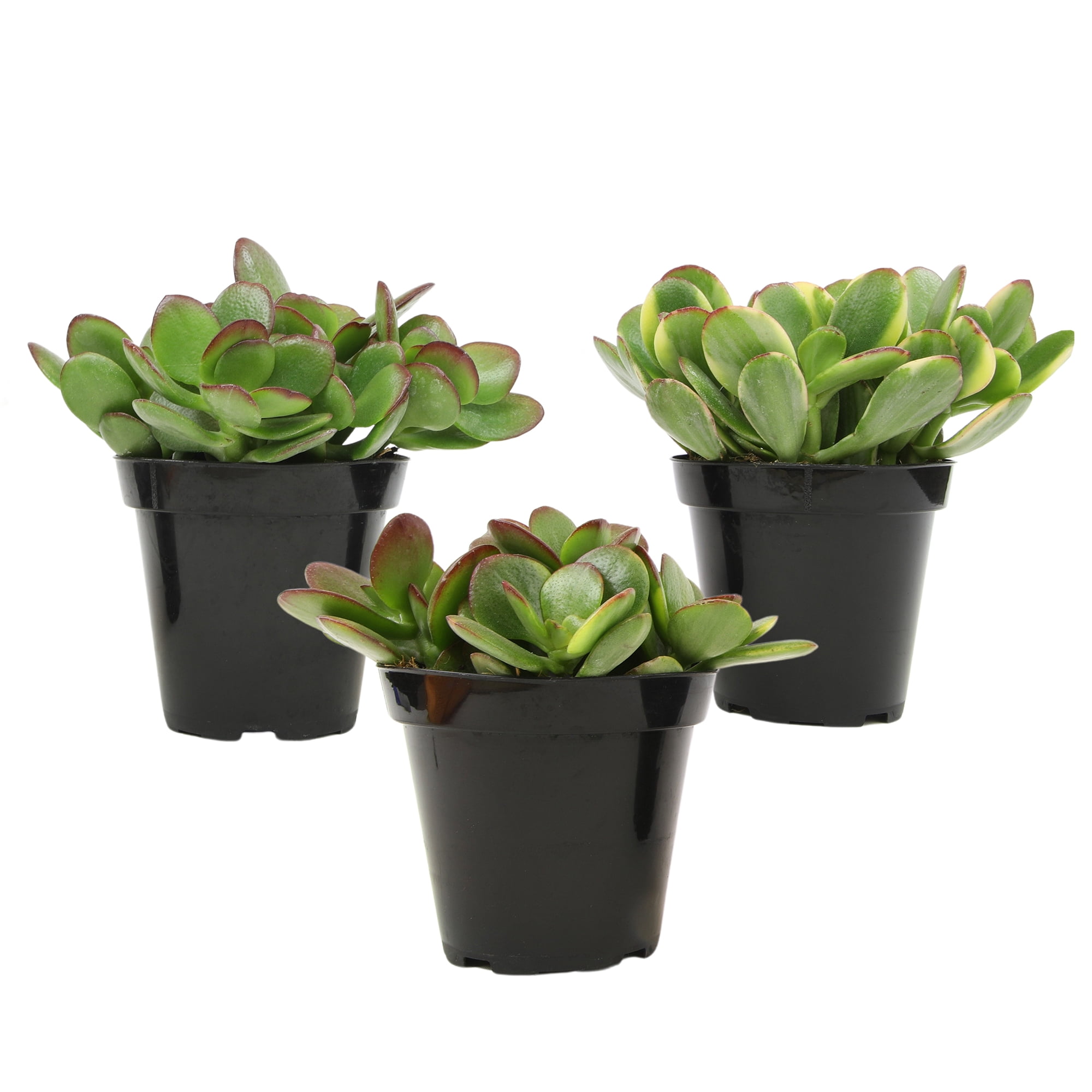 Altman Plants Classic Jade Succulents (3-pack), Easy House Plants in 3.5 in. Grower Pots