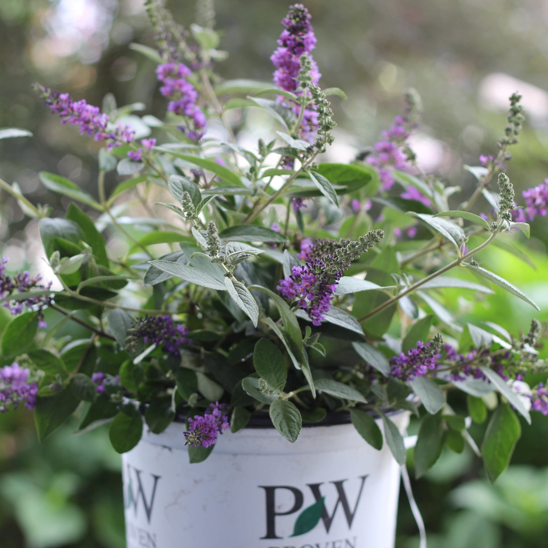 Proven Winners ColorChoice 5" Lo & Behold 'Blue Chip Jr.' Butterfly Bush Live Plant in 4.5" Pot (4 Count)