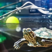 Komodo Ping Pong Balls Turtle Toys, 6 pack, Glows in the Dark