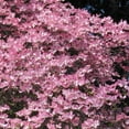 thumbnail image 4 of Brighter Blooms - Pink Dogwood Tree, 2-3 ft. - No Shipping to AK, AZ, FL, HI, 4 of 7