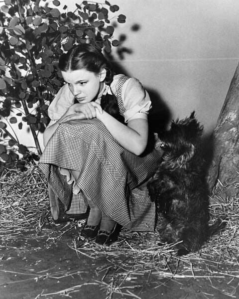 Judy Garland cute pose kneels beside little dog Toto Wizard of Oz 4x6 ...